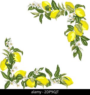 Set of corner square frame template with citrus lemon flower and fruits in vector illustration Stock Vector