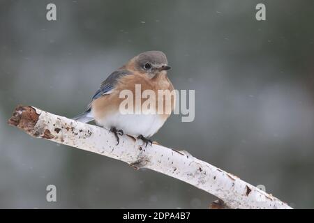 Female eastern bluebird Sialia sialis perching in a winter snow storm Stock Photo