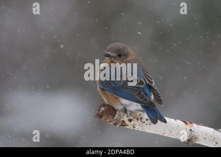 Female eastern bluebird Sialia sialis perching in a winter snow storm Stock Photo