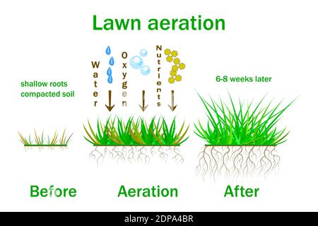 Lawn aeration stage illustration. Before and after aeration ...