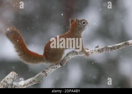 American red squirrel Tamiasciurus hudonicus climbing on a branch in a winter snowstorm Stock Photo