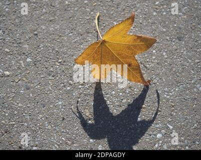 Bright yellow leaf on concrete pavement casting shadow Stock Photo