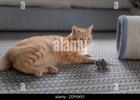 brown tabby cat with green eyes lying on the carpet plays with a mouse toy Stock Photo
