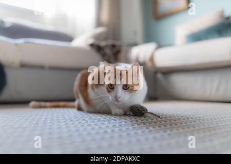 brown and white cat with yellow eyes plays with a mouse toy Stock Photo