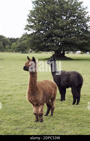 GREAT BRITAIN / England /Alpacas at Dartmoor Zoological Park near Plymouth. Stock Photo