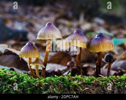 A closeup shot of small mushrooms in a forest of chestnut trees Stock Photo