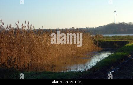 Reeds on the shore of a small water. A little lake. Lovely sunny day in December. Blue sky. A wind turbine in the background. Stock Photo