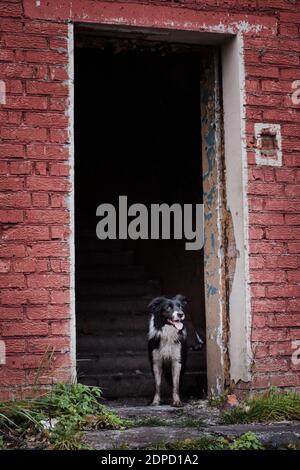 Rescue dog, Border Collie breed, stands in the doorway of an empty building on the background of the stairs Stock Photo