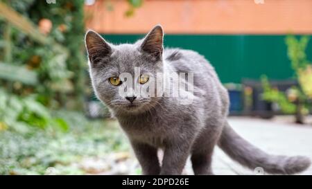 gray kitten playing with a blade of grass in the hand of a man sitting on paving stones. Stock Photo