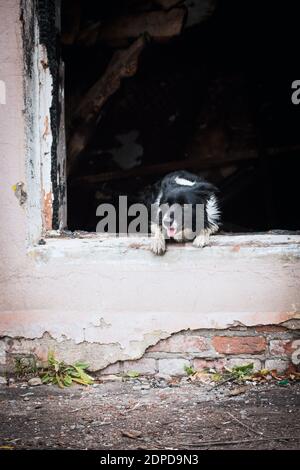 Border Collie Breed Rescue Dog Jumps Out Of The Window Of A Burnt Building Stock Photo