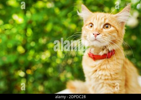 Cute red cat in red collar sitting outdoors on natural background Stock Photo