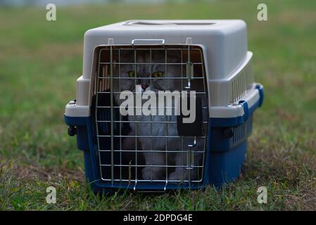 Beautiful cat with big green ice sitting in hard-sided pet travel carrier Stock Photo