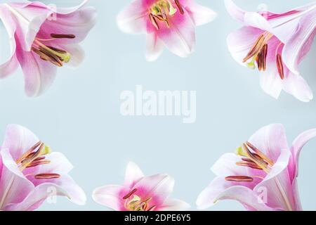 Border of pink lily flowers on light blue background. Space for text. Stock Photo