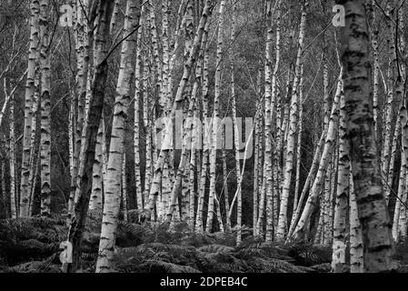 A woodland of all Birch trees Stock Photo