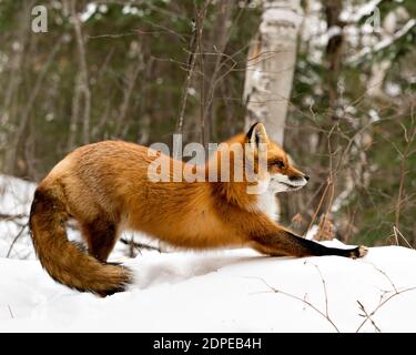 Red fox stretching body in the winter season in its environment and habitat with snow forest  background displaying bushy fox tail, fur. Fox Image. Stock Photo