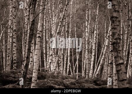 A woodland of all Birch trees Stock Photo