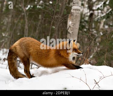 Red fox stretching body in the winter season in its environment and habitat with snow forest  background displaying bushy fox tail, fur. Fox Image. Stock Photo