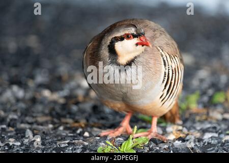 A beautiful wild chukar bird on the ground Stock Photo
