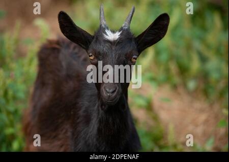 Portrait of a young black goat at the farm Stock Photo