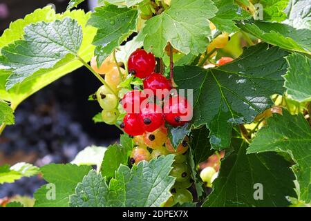 Ripening berries on a Red Lake Currant shrub Stock Photo