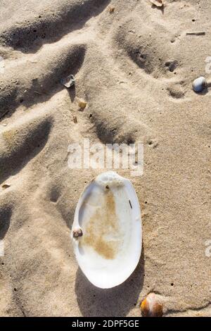 A small mussel lies in the sand on the beach, next to a washed out lane of a car tire. The shell is white, filled with sand. The shell is tiny next to Stock Photo