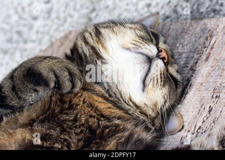 A deep sleeping cat. One cat lies on the floor and sleeping Stock Photo