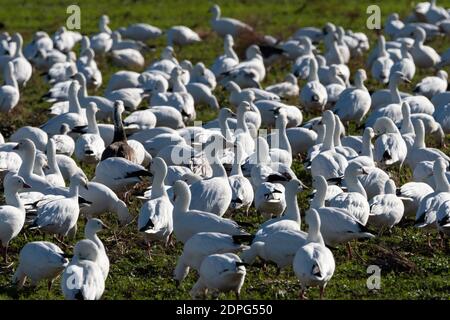 A large flock of white Snow Geese looking for food in a green, grassy field on a sunny morning. Stock Photo