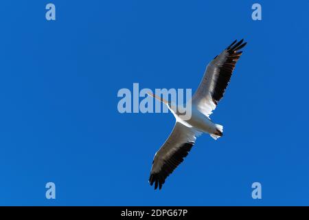 A solitary White Pelican with its wings spread showing the black tipped feathers lining each wing as it flies gracefully overhead. Stock Photo