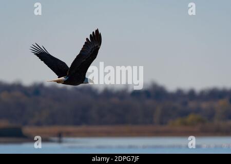 A Bald Eagle flying away over a lake on a sunny Autumn day with its powerful wings flapping up over its back. Stock Photo