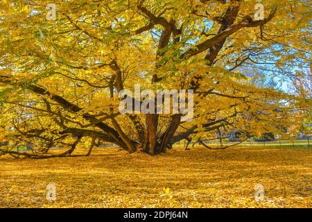 Giant Caucasian wingnut tree (Pterocarya fraxinifolia), the oldest tree in the city park of Graz, in autumn colors, Styria region, Austria. Stock Photo