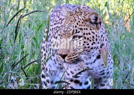 A female African Leopard (Panthera pardus pardus) stalking through grassland during the wet season at the Okonjima Reserve, Otjozondjupa, Namibia Stock Photo