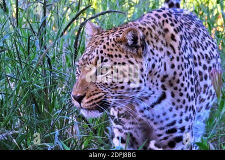 A female African Leopard (Panthera pardus pardus) stalking through grassland during the wet season at the Okonjima Reserve, Otjozondjupa, Namibia Stock Photo