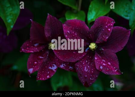 Clematis Warsaw Nike, dark purple flowers in water drops after rain in summer garden Stock Photo