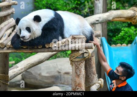 Beijing, Malaysia. 19th Dec, 2020. A zookeeper interacts with giant panda Yi Yi in the Giant Panda Conservation Center at Zoo Negara near Kuala Lumpur, Malaysia, Dec. 19, 2020. Zoo Negara reopened to the public on Dec. 18 after two months' closure forced by the conditional movement control order (CMCO) in the area. Based upon current assessments, the Zoo will remain open as scheduled with reduced capacity of 1,250 visitors. Credit: Chong Voon Chung/Xinhua/Alamy Live News Stock Photo