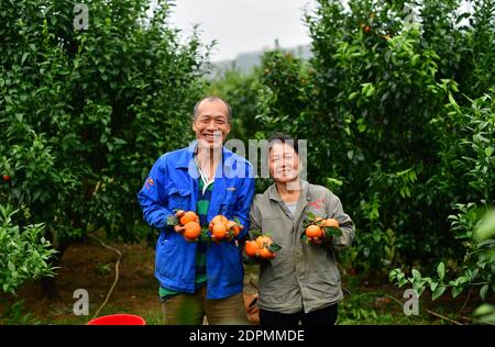 (201220) -- BEIJING, Dec. 20, 2020 (Xinhua) -- Villager Wei Rishan (L) and his wife Zheng Wenying show harvested oranges at an orchard in Jiaotang Village of Luzhai Town in Luzhai County, south China's Guangxi Zhuang Autonomous Region, March 8, 2020. In recent years, Luzhai County has strengthened the development of traditional industries, including crop farming, forestry and animal husbandry, in its poverty alleviation. It has found ways to help its every township build at least two modern agricultural demonstration zones, in a bid to consolidate poverty-relief achievements and help revit Stock Photo