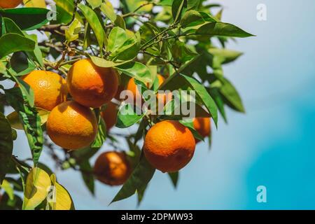Closeup of ripe juicy mandarin oranges on a tree. Clementines on a fruit tree Stock Photo