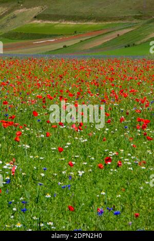 CASTELLUCCIO DI NORCIA AND ITS FLOWERING BETWEEN MICRO-COLORS OF FLOWERS AND NATURE Stock Photo