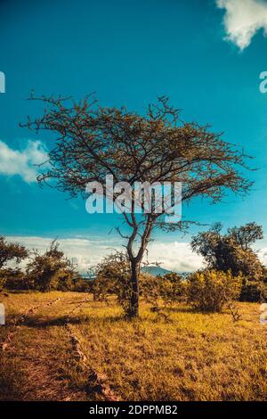 A vertical shot of the trees on grassy mountain fields on a blue sky background