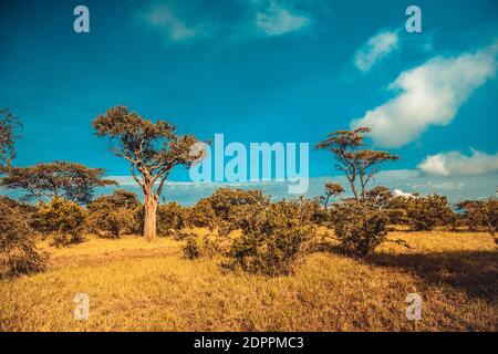 A beautiful shot of the trees on grassy mountain fields on a blue sky background