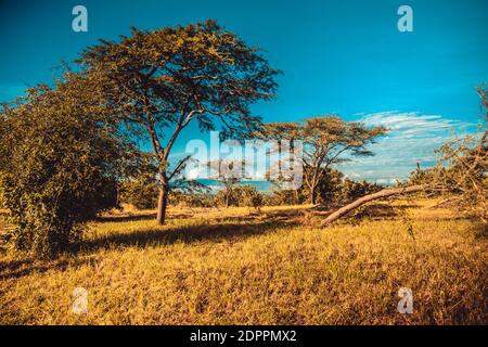 A beautiful shot of the trees on grassy mountain fields on a blue sky background