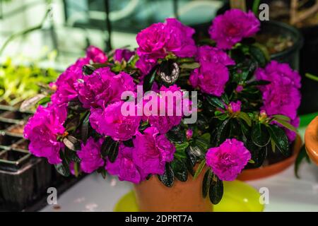 Azalea, Fönsterazalea (Rhododendron simsii) Stock Photo