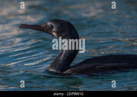 Brandt's cormorant (Phalacrocorax penicillatus) a fish eating bird found along the western coast of North America. Stock Photo