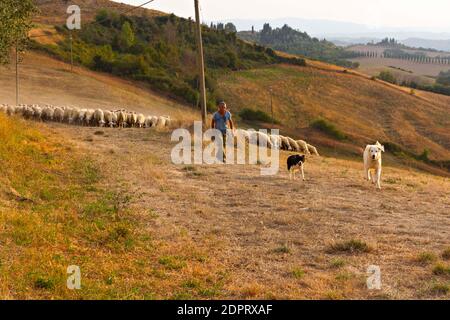 Sheep grazing in Tuscan landscape with shepherd and working dogs in foreground, Crete, Province of Siena, Tuscany, Italy Stock Photo