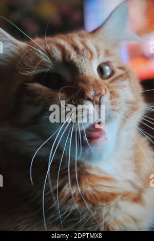 Funny Orange Tabby Cat Stock Photo Alamy