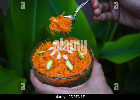 Tasty gaajar ka halwa decorated with nuts dryfruits. Grated carrot pudding Indian dessert served in bowl. Woman hand serving sweet with spoon Stock Photo
