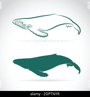 Vector of whale on white background. Easy editable layered vector illustration. Wild Animals. Stock Vector