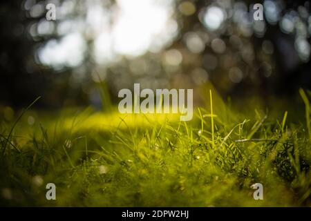 Grass flower with beautiful sunset and soft focus. Green grass background with sun beam. Bright natural bokeh. Soft focus. Abstract nature background Stock Photo