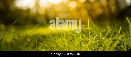 Grass flower with beautiful sunset and soft focus. Green grass background with sun beam. Bright natural bokeh. Soft focus. Abstract nature background Stock Photo