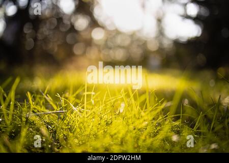 Grass flower with beautiful sunset and soft focus. Green grass background with sun beam. Bright natural bokeh. Soft focus. Abstract nature background Stock Photo