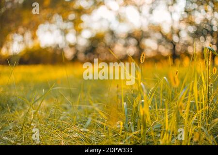 Abstract warm landscape of dry wildflower and grass meadow on warm golden hour sunset sunrise blurred. Tranquil nature field landscape relax bokeh Stock Photo